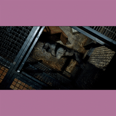 Terry Notary - Pioneer Signings